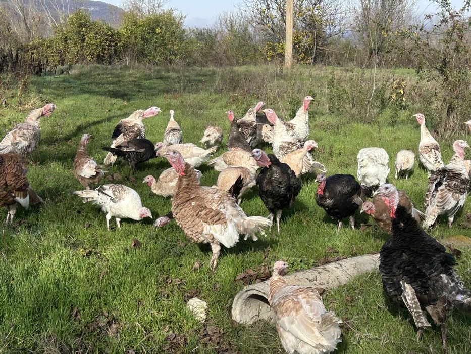 Предлагам домашни пуйки