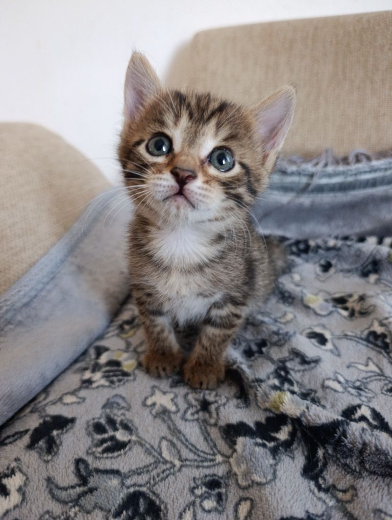 Котенок в добрые руки