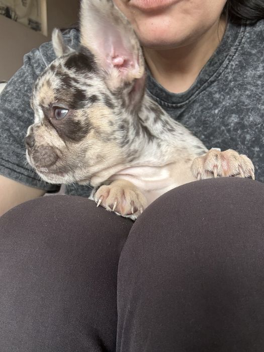 Френски булдог french bulldog