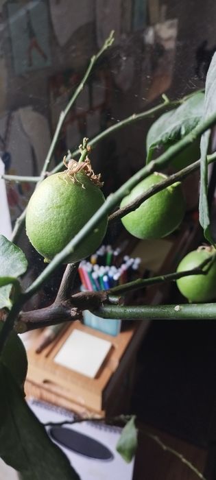 Vand lamai pe rod cu tot cu ghiveci