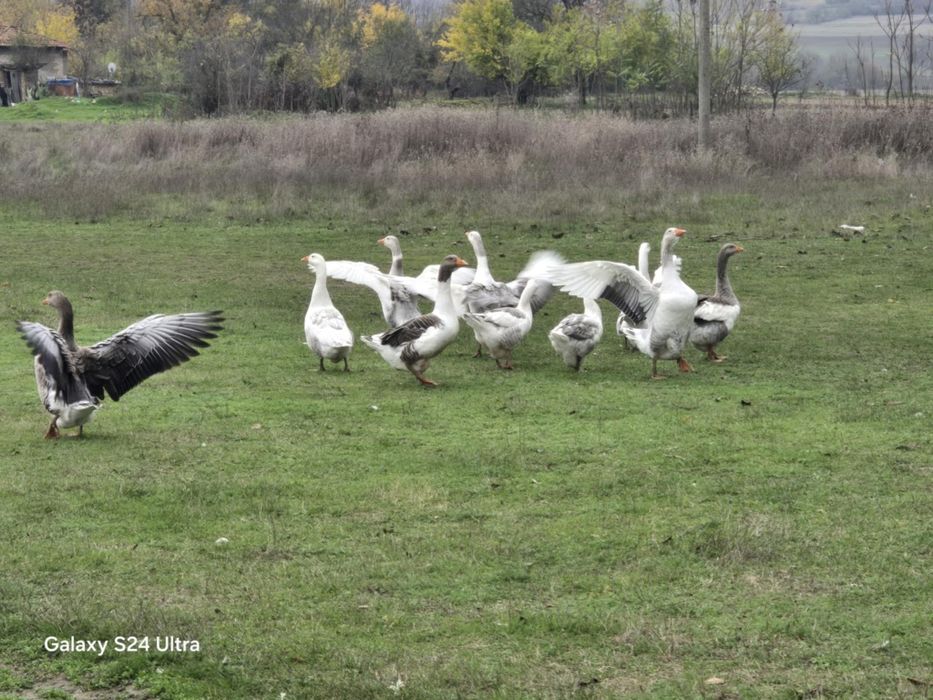 Продавам патки и патоци