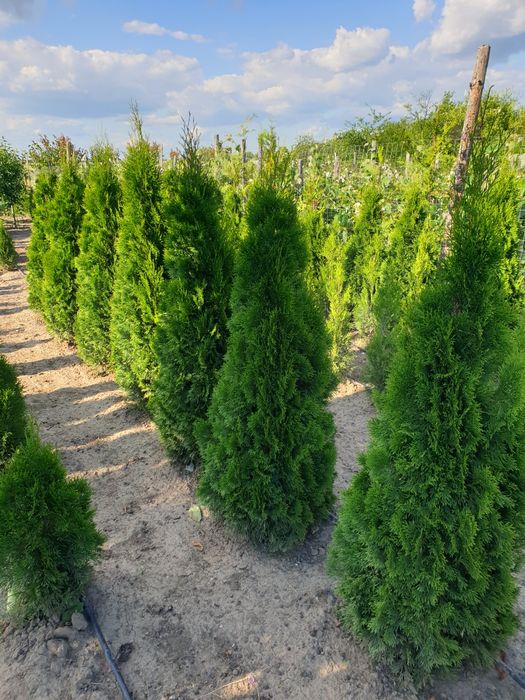 Tuia smaragd producător