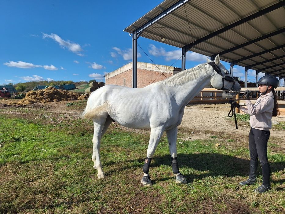 Cal de echitatie de vanzare!