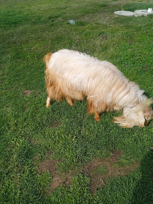 Vând capre, iezi si țapi pentru prasala,tăiat,de Paste