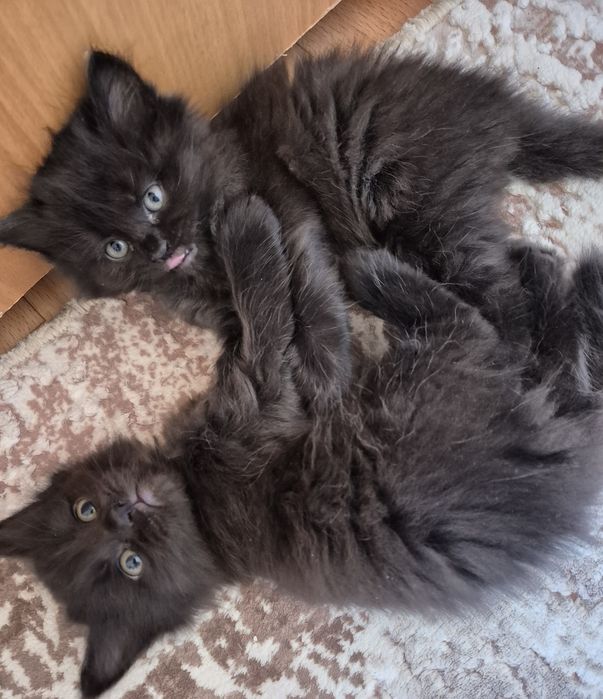 Маленькие котята.