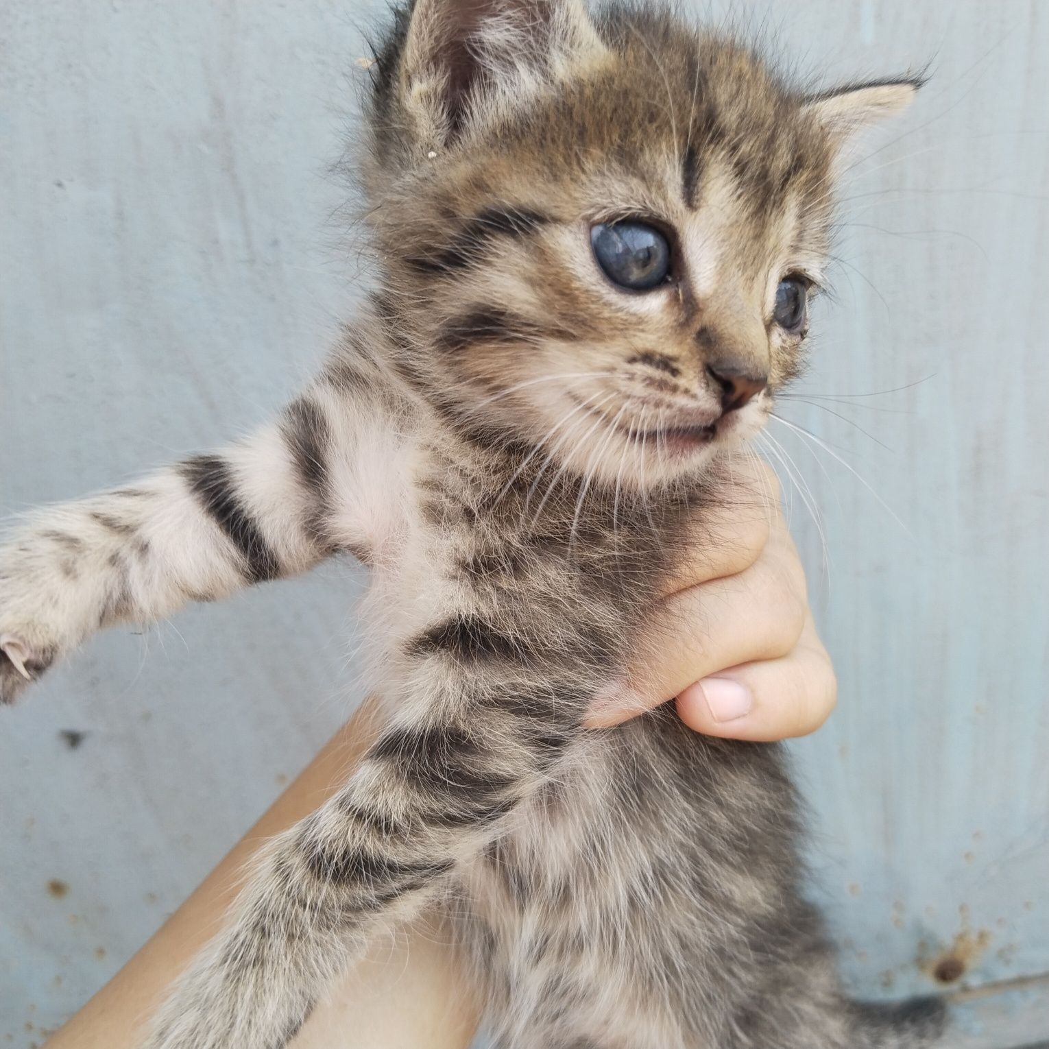 Срочно отдам кошку с котятами