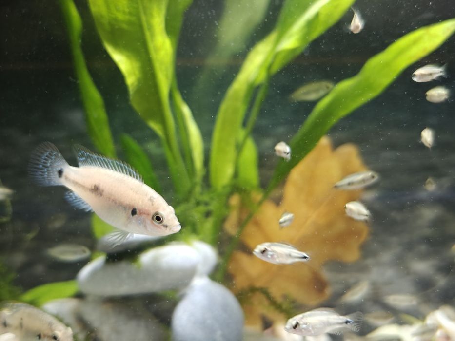 Африкански цихлиди Jewel fish