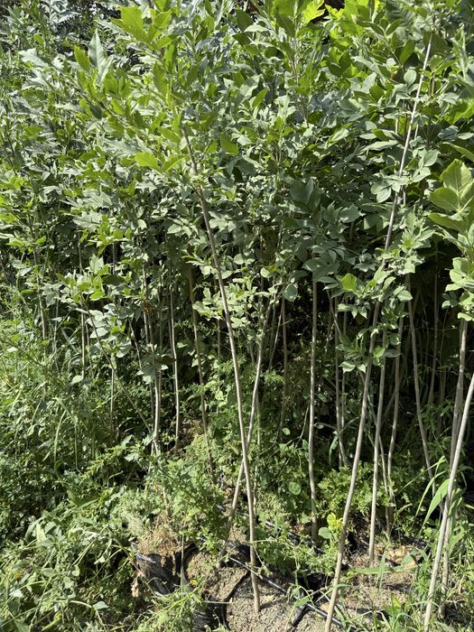 Саженцы деревьев тополь ясень с комом