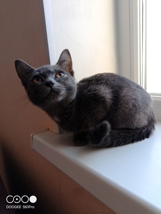 Отдам котенка британец