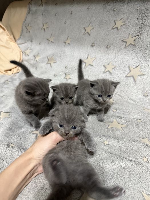 Шотландские котята