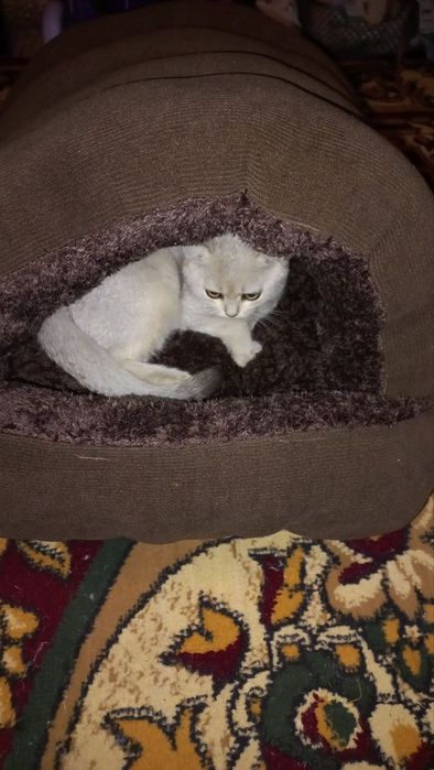 Домики для кошек и собак