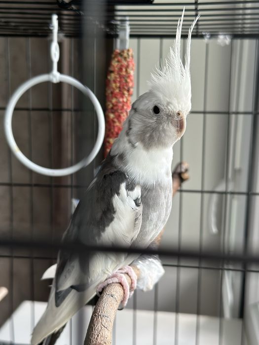 Продам попугая корелла