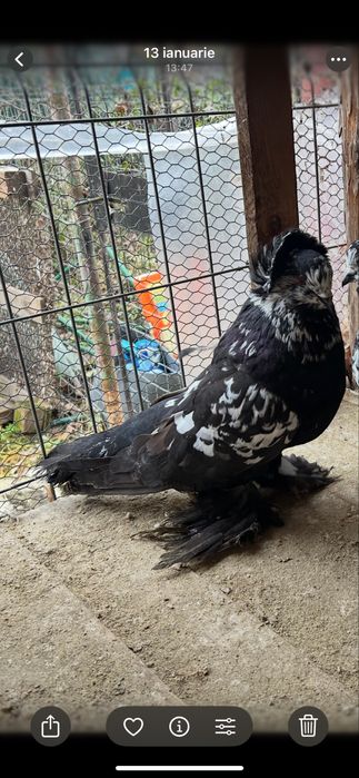 Vand uriasi maghiari