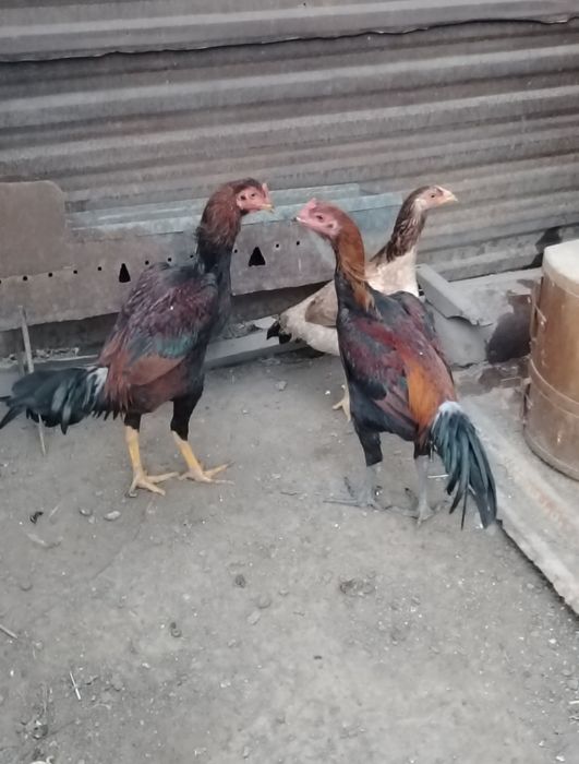 Даканы джужа 8 месяца