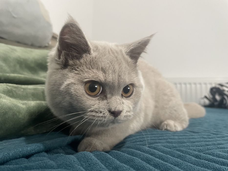 Vand British ShortHair