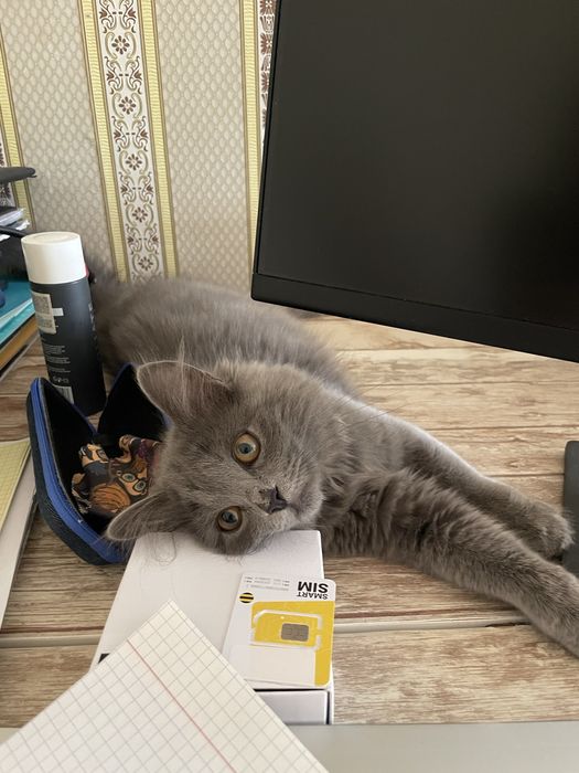 Котенок 3-4 месяца