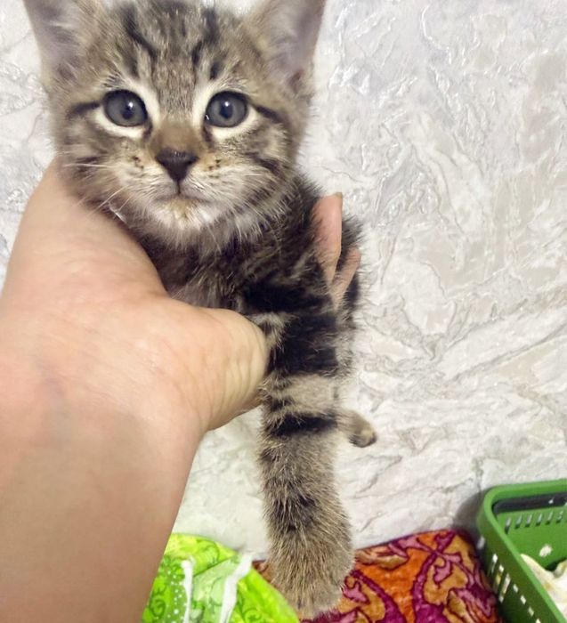 Котенок бесплатно