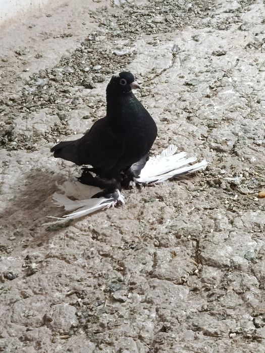 Каптар сотиладиии