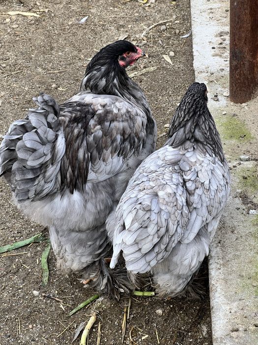 Gaini Brahma, culoare somon si albastru