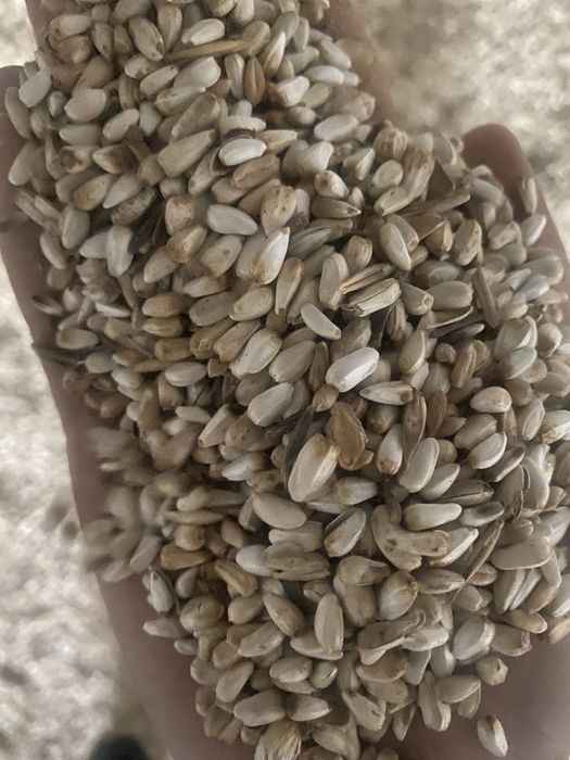 Сафлор продаю,прошлогодний