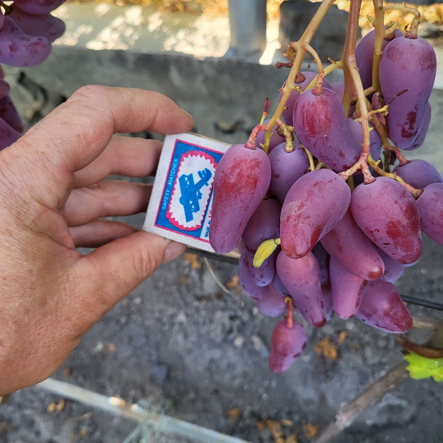 Вегетирущие саженцы винограда