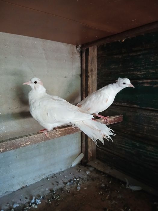 Vind Jucători de Amara,Voltați cu coada neagră,Turturele răzătoare,
