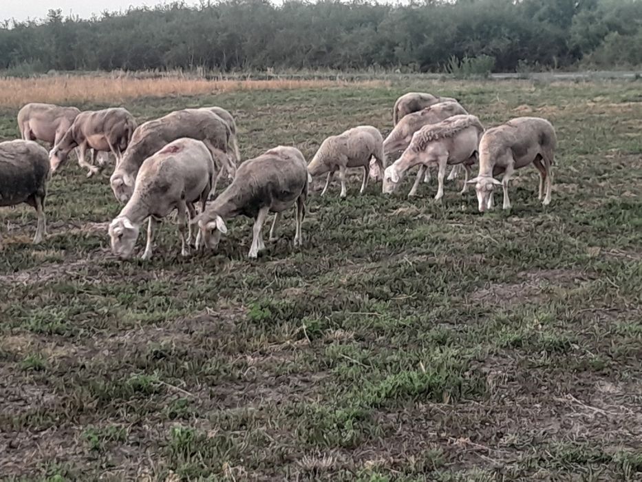 Oi lacune disponibile