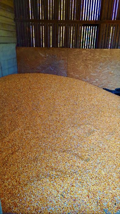 De vanzare porumb boabe