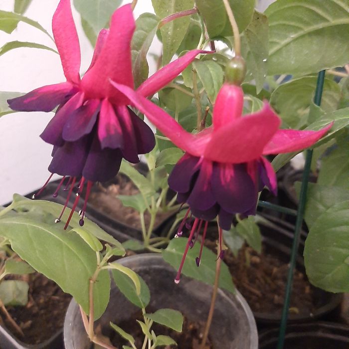 Продам укорененые фуксии