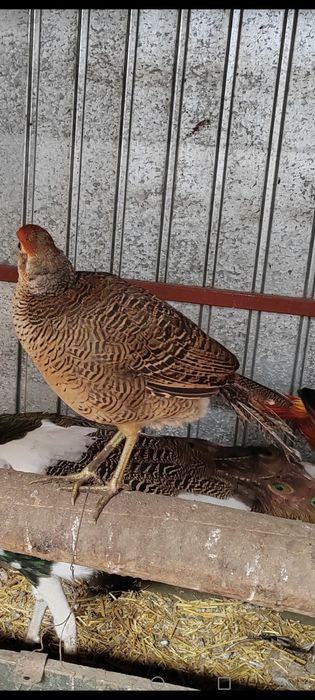 Fazani aurii pe roșu