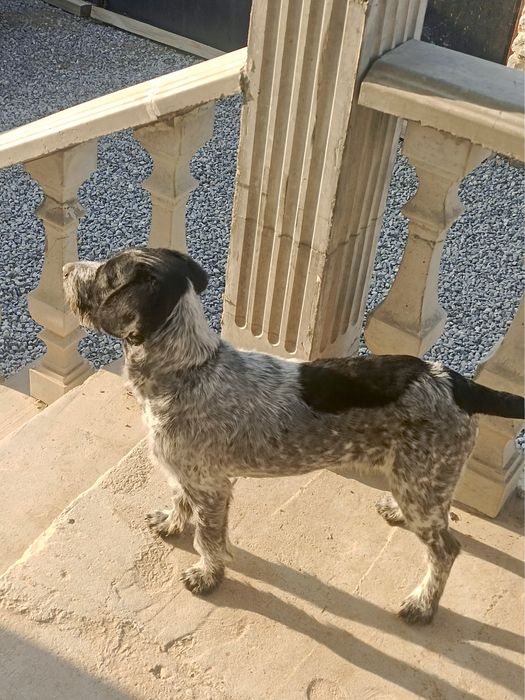 Дратхаар сатылады(продоется)