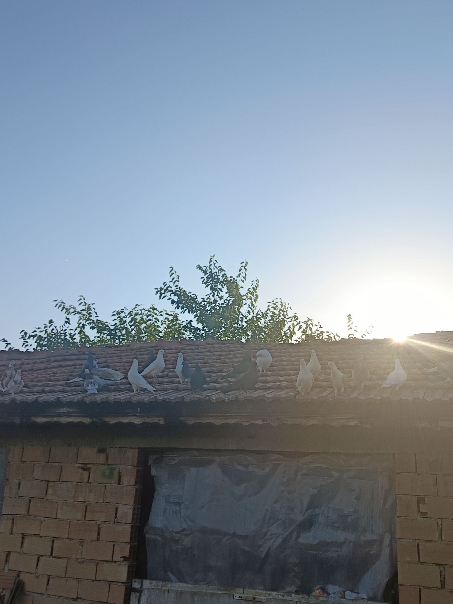 Продавам гълъби всякакви