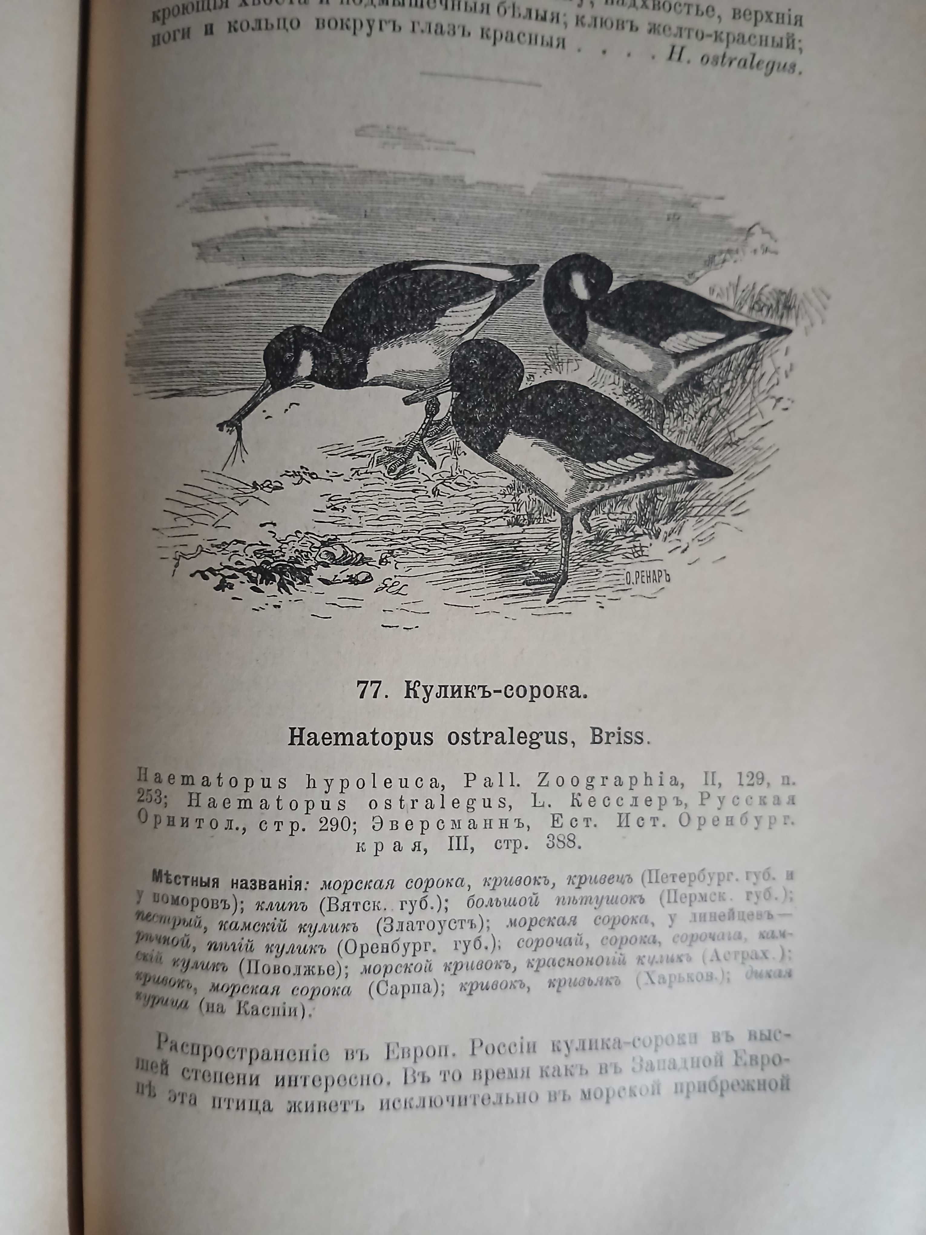 Птицы России 1895 год.