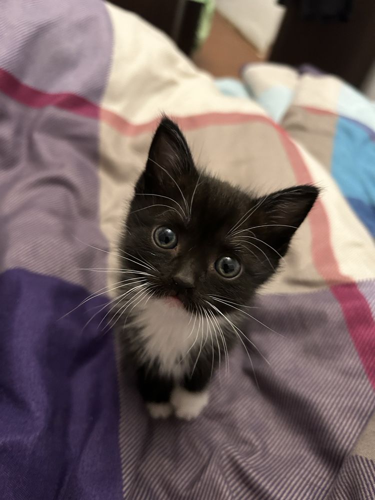 Котята ищут любящих хозяев