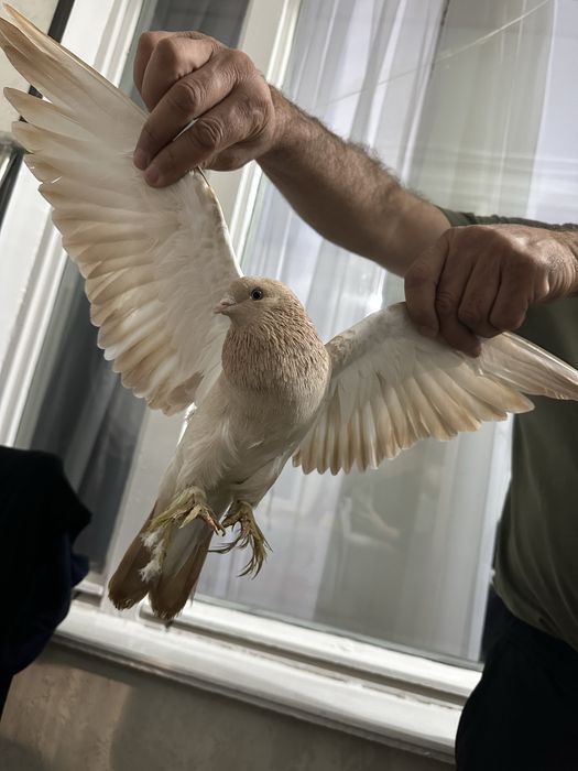 “Декоративный” “Космач»