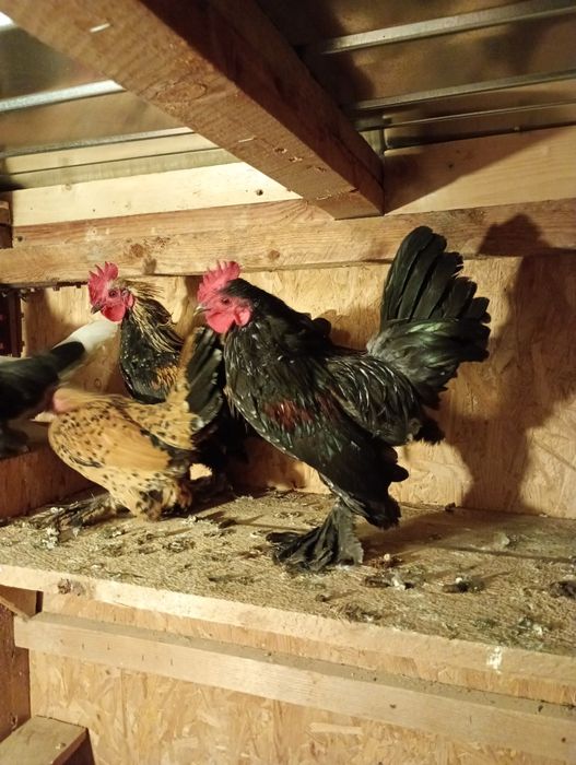 Păsări de vânzare