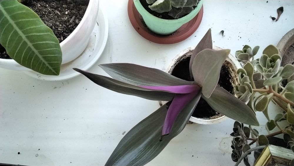 Продам комнатные цветы