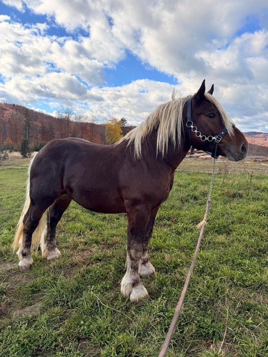 Armasar Comtois  2 ani jumate adus din Franta