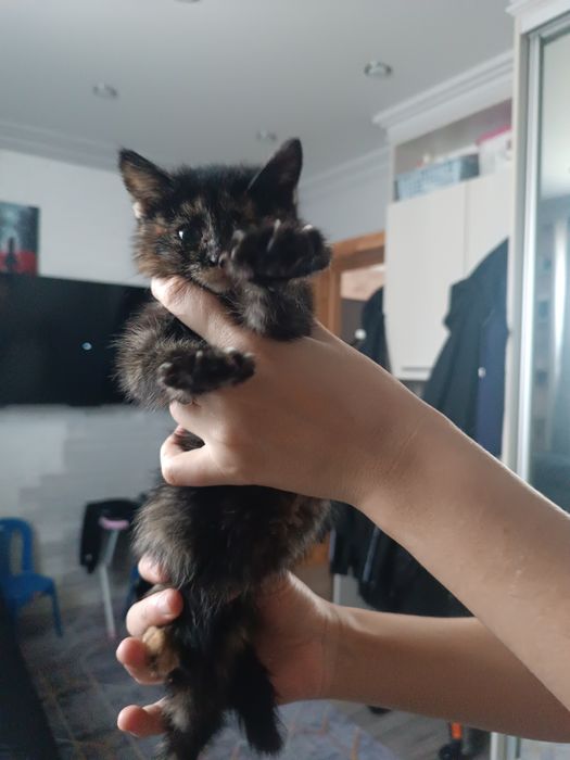 Котенок девочка бесплатно