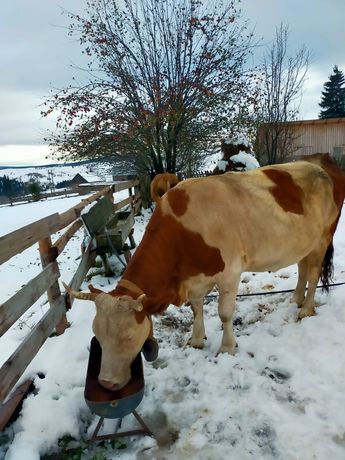 Vând vaca baltata românească