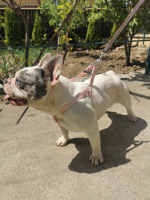 Buldog francez femela