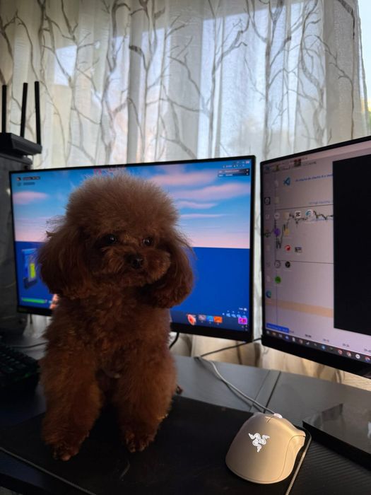 Малки сладури пудел той