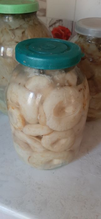 Грузди солёные  продам