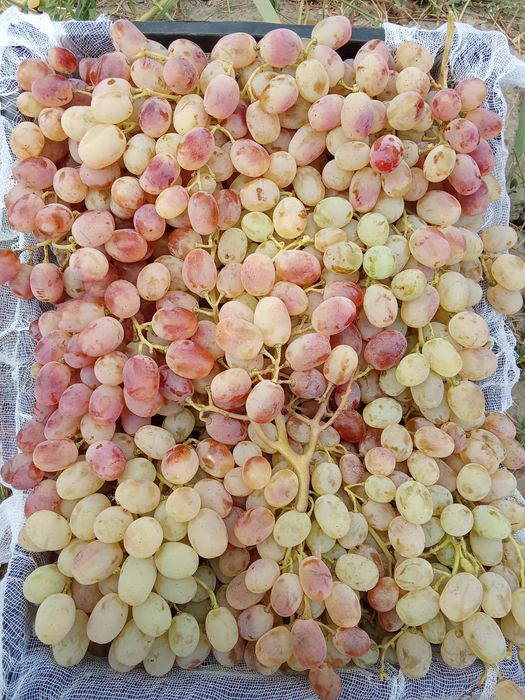 UZUM TOYFI xaladelikda