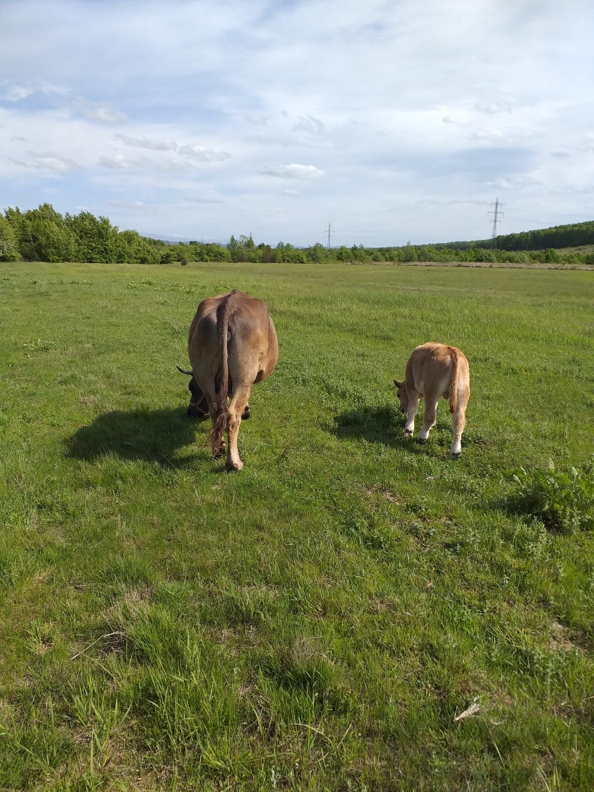 Vaca românească bruna