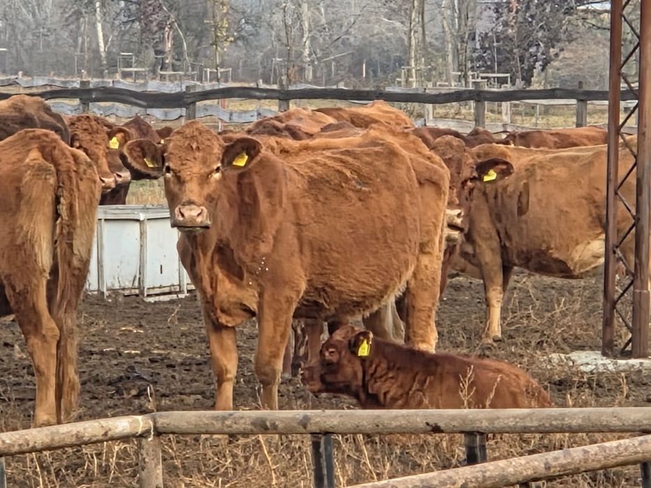 50 juninci Angus gestante