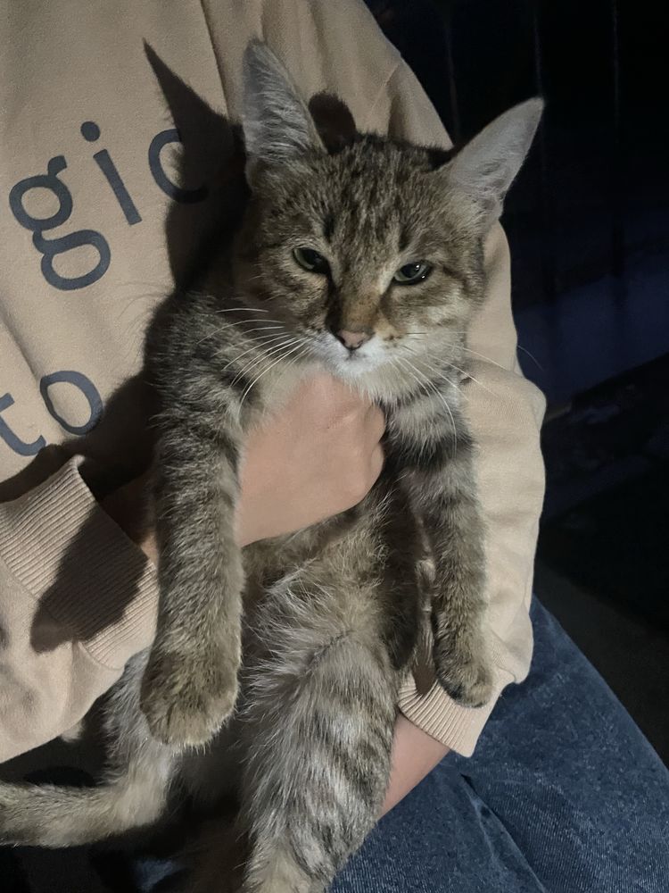 Кошка пародистая