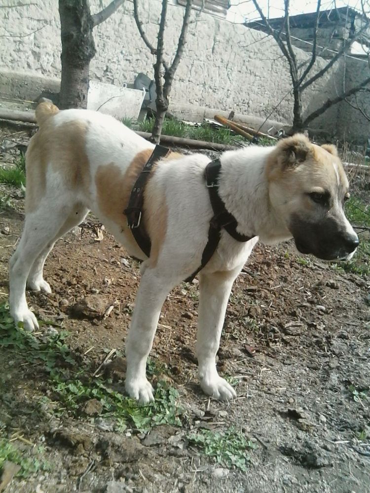 Alabay Zotdor kuchuk kerak