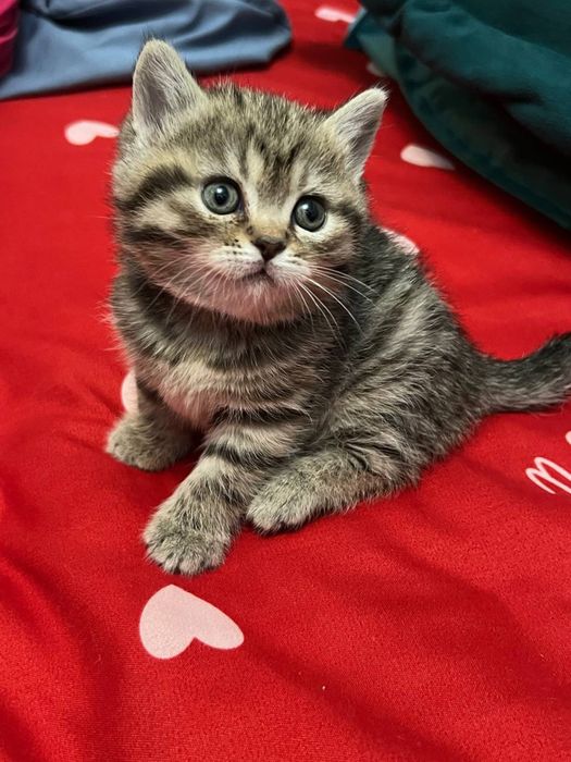 Продам котят мама шотландская веслоуха, отец шиншилла