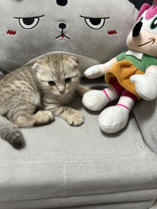 Шотландская вислоухая